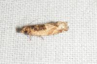 Crocidosema plebejana
