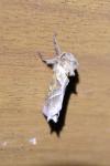Triodia sylvina