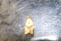 Clepsis consimilana