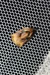 Archips podana