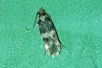 Oegoconia