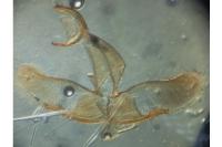Oegoconia