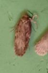 Depressaria albipunctella
