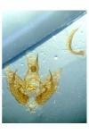 Depressaria albipunctella