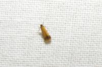 Coptotriche marginea