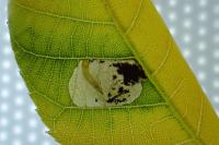 Coptodisca juglandiella