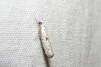 Yponomeuta plumbella