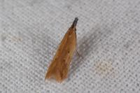 Dichomeris acuminata