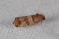 Lobesia indusiana/limoniana