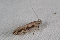 Ornativalva plutelliformis