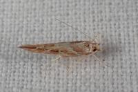 Pyroderces argyrogrammos