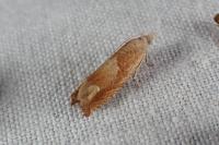Eucosma conterminana