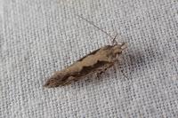 Ornativalva plutelliformis