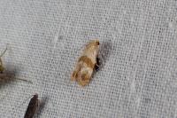 Phalonidia contractana