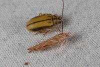 Pyroderces argyrogrammos