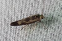 Scythris limbella