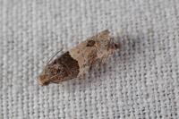 Gypsonoma aceriana
