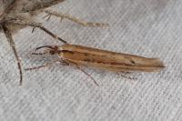 Ypsolopha ustella