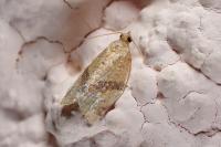 Clepsis consimilana