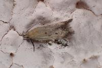 Stomopteryx
