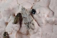 Symmoca signatella