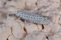 Yponomeuta evonymella