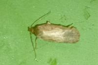 Agonopterix assimilella