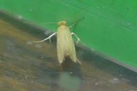 Tineola bisselliella