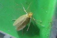 Tineola bisselliella