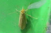 Tineola bisselliella
