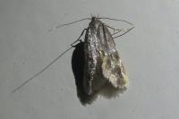 Borkhausenia nefrax