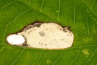 Antispila petryi