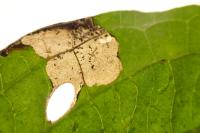 Antispila petryi