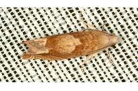 Eucosma conterminana