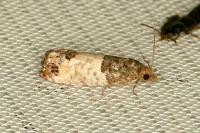 Spilonota ocellana