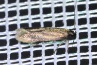 Oxypteryx unicolorella