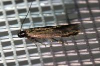 Oxypteryx unicolorella