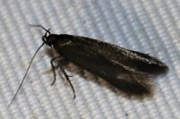 Oxypteryx unicolorella