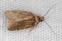 Agonopterix cnicella