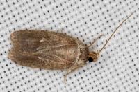 Agonopterix cnicella