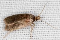 Agonopterix cnicella