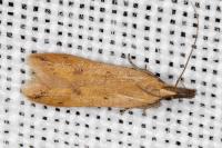 Dichomeris acuminata