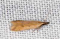 Dichomeris acuminata