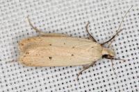 Nothris verbascella