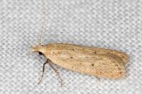 Nothris verbascella