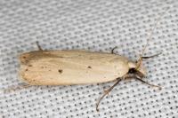Nothris verbascella