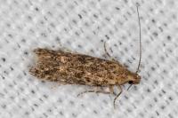 Tuta absoluta