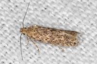 Tuta absoluta