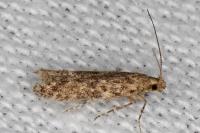 Tuta absoluta
