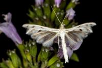 Wheeleria spilodactyla